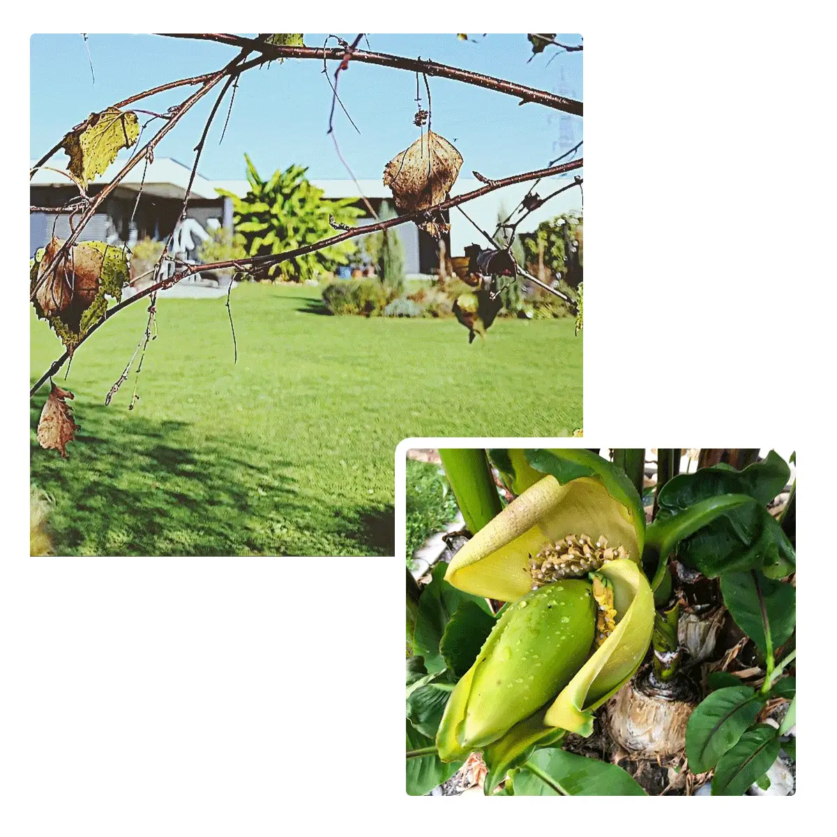 Unsere Banane trägt Früchte.